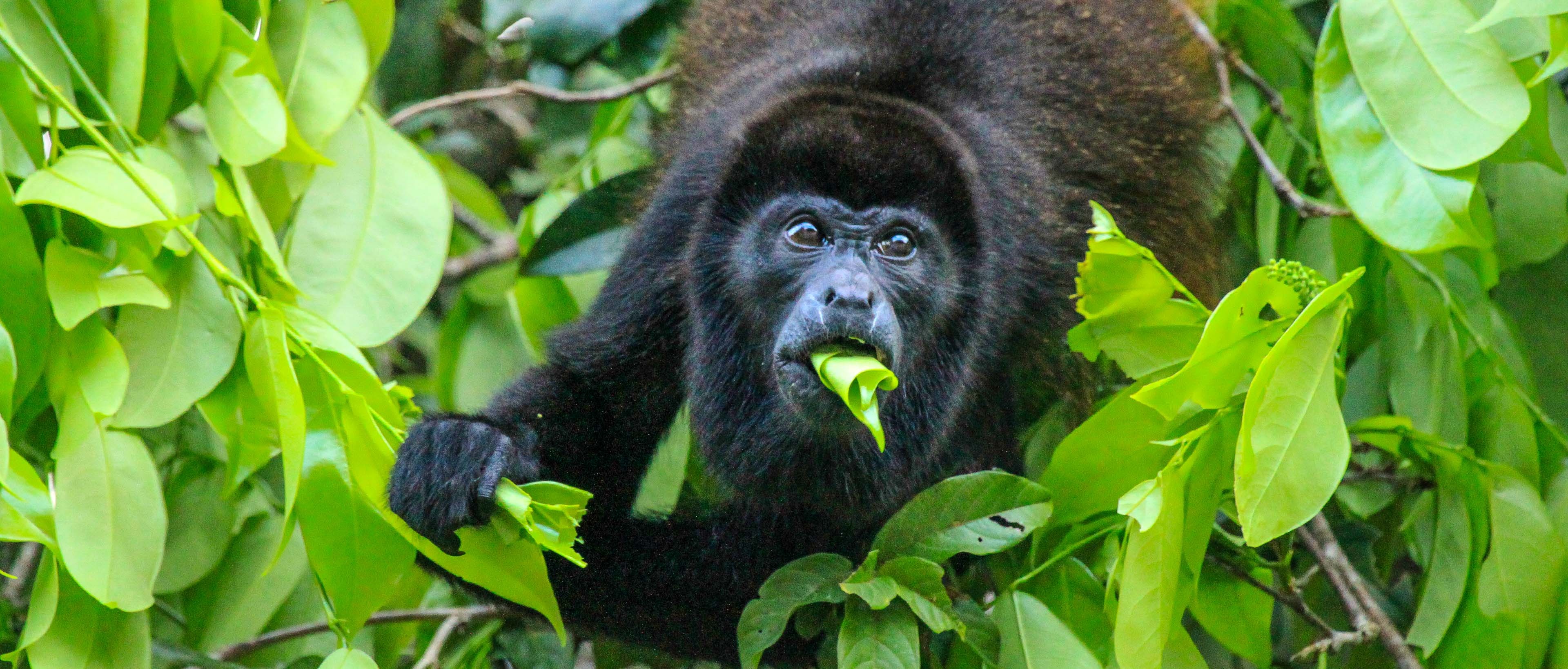 Howler monkey eating leaves over the Palma Canal in Tortuguero