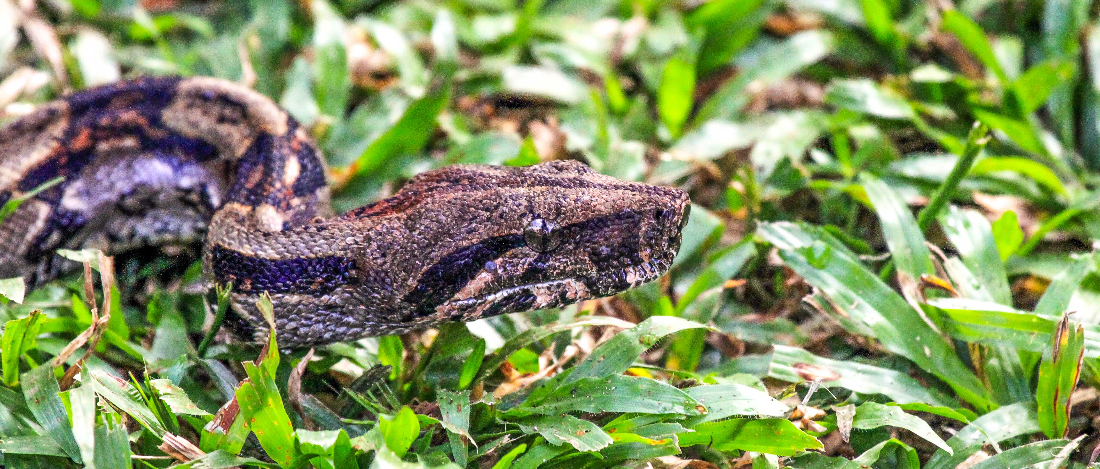 A boa constrictor slithers through the grass