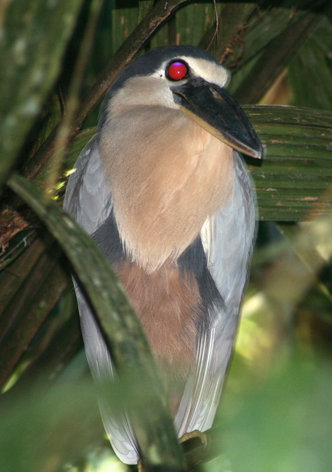 Bird Boat Billed Heron Barra Del Colorado
