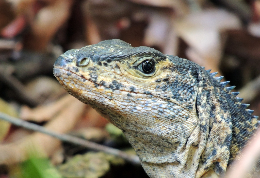 Black iguana sits on Main Trail   Manuel Antonio National Park