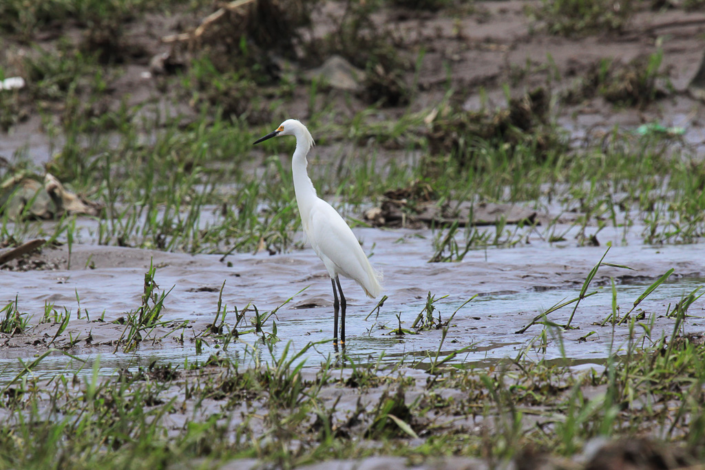 Ibis On The Tarcoles Riverbank