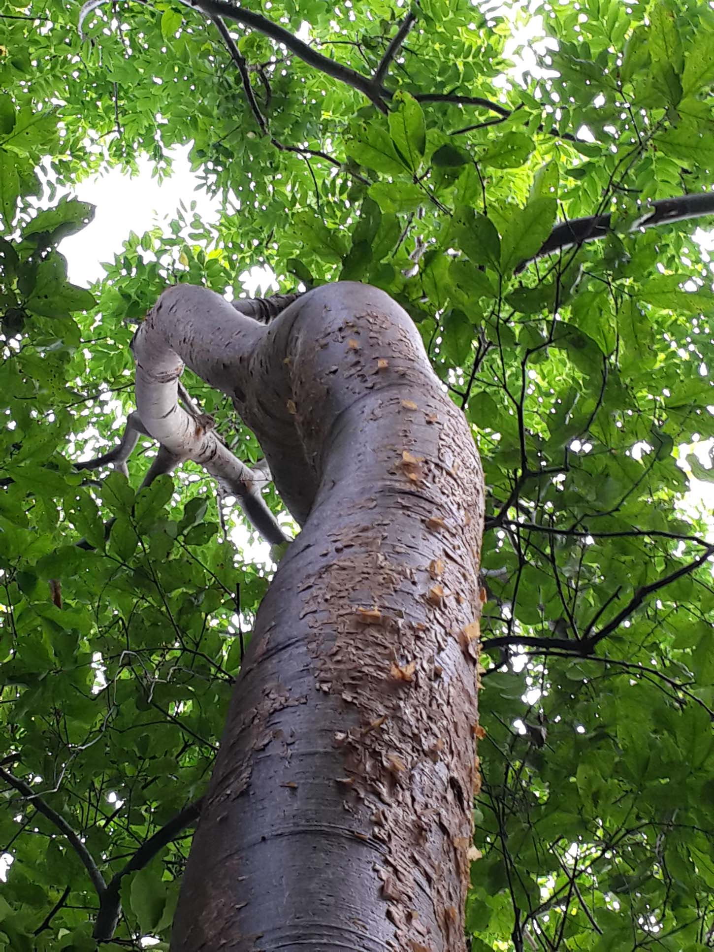 gumbo limbo tree top 7.jpg