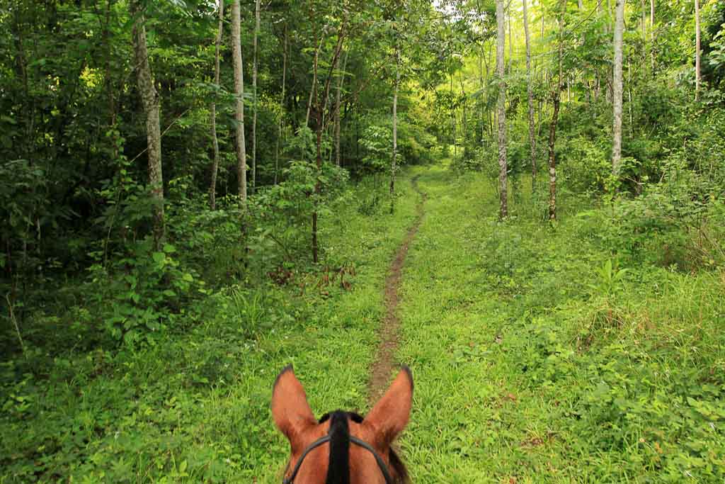 discovery horseback tour secondary forest 4.jpg