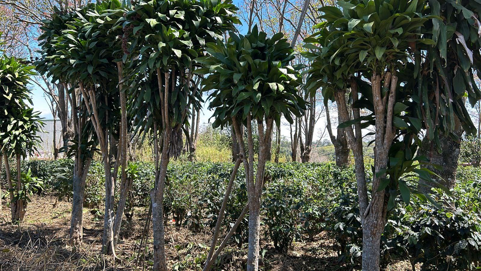 vacant lot under protected zone for development on route 32 san jose view 007.jpeg