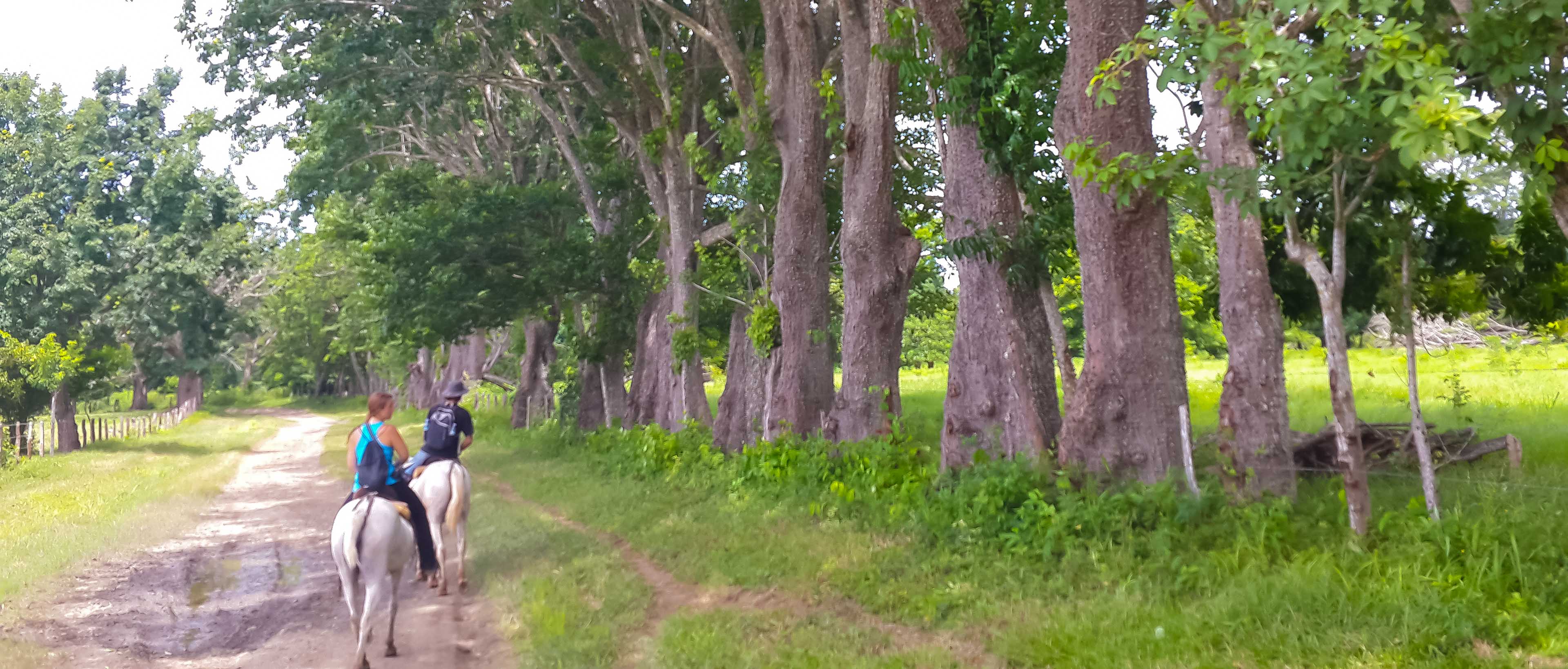 Tree Fence On A Dirt Road Hacienda Ario