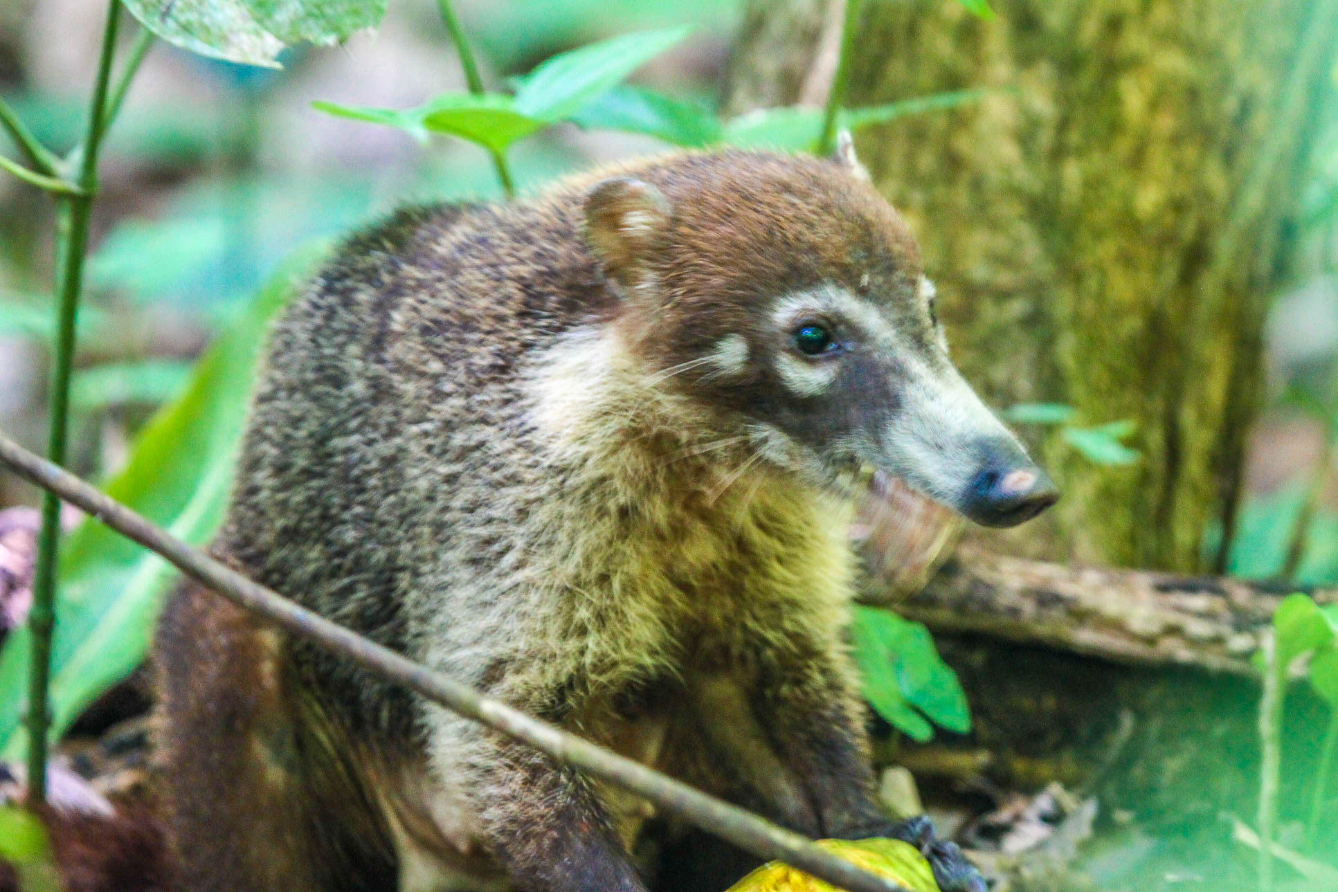 Coati Feeding Cabo Blanco Reserve