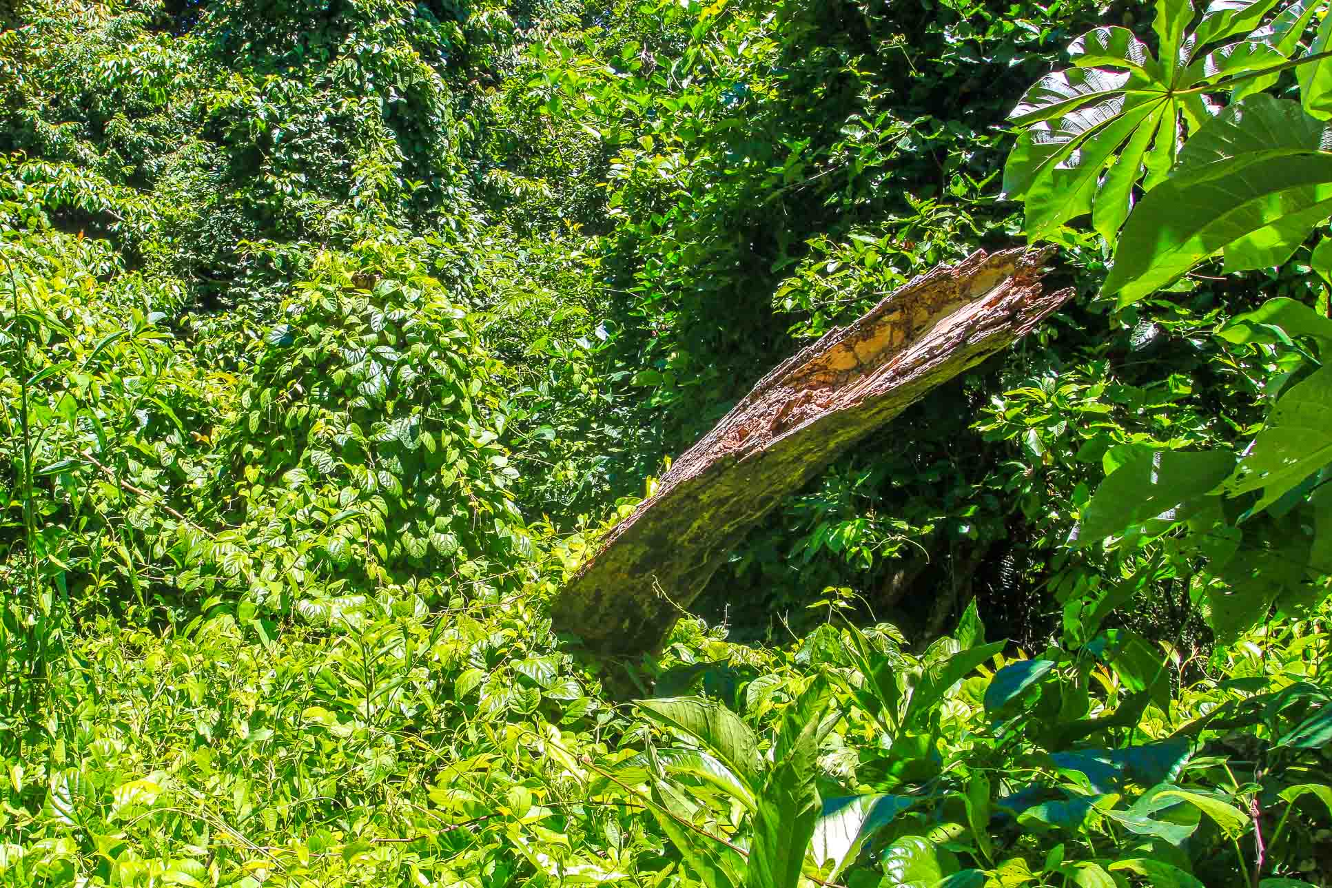 Fallen Tree Cabo Blanco Reserve