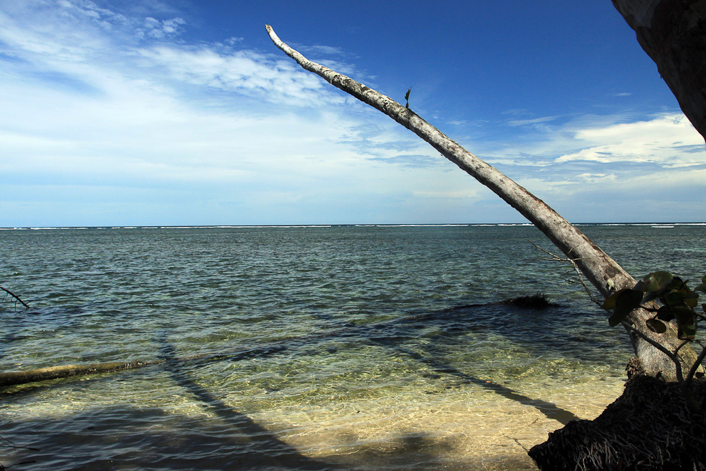 The trunk of a dead palm tree lurches out over the shore