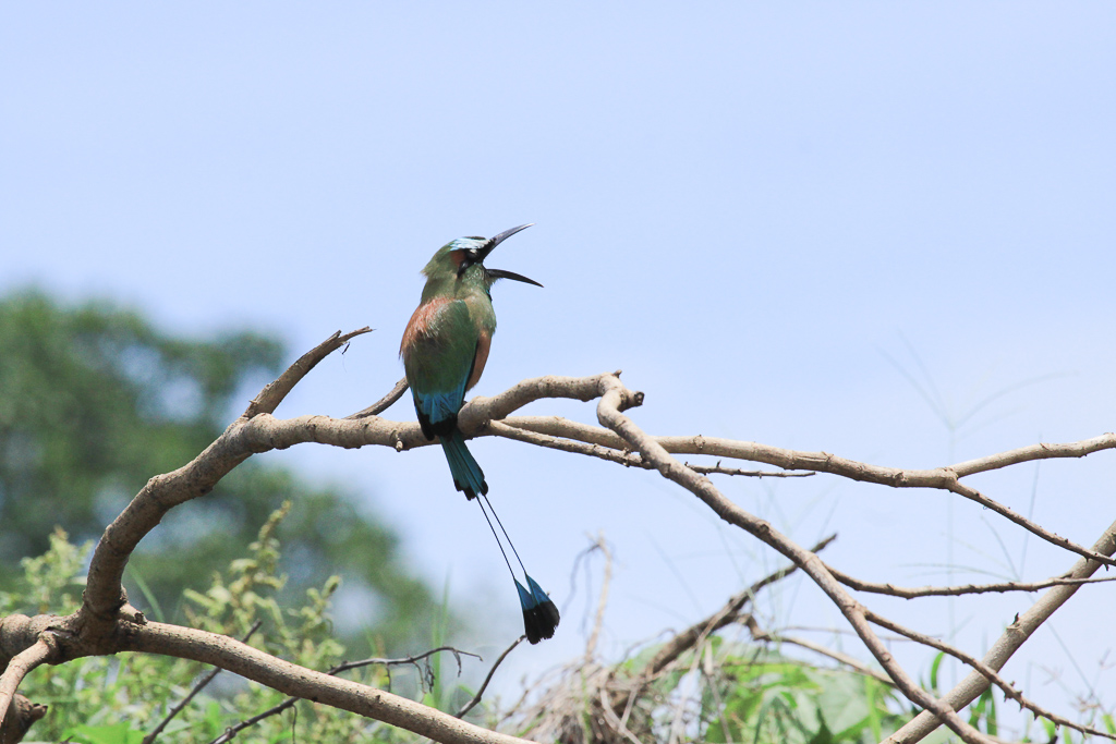 Motmot Singing On A Branch