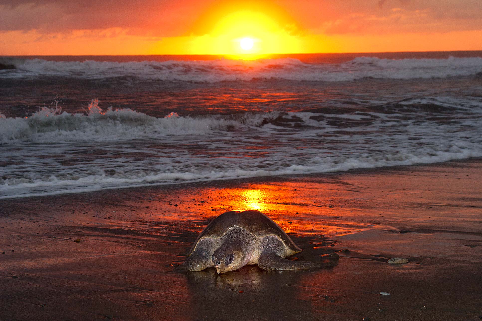 Olive Ridley Going To Nest Ostional Edit