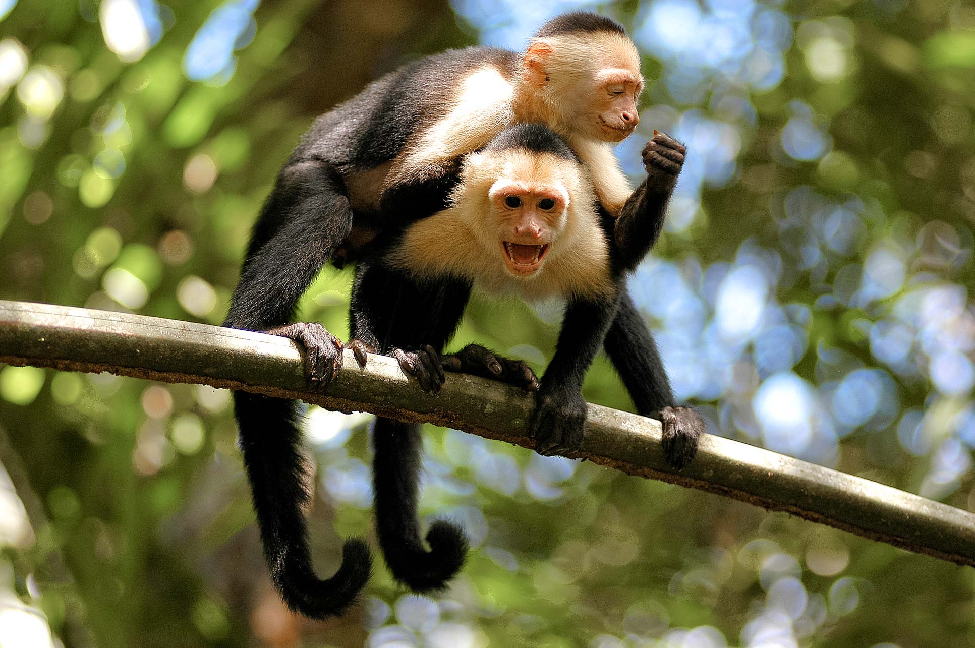 White Face Monkeys On Branch Tortuguero
