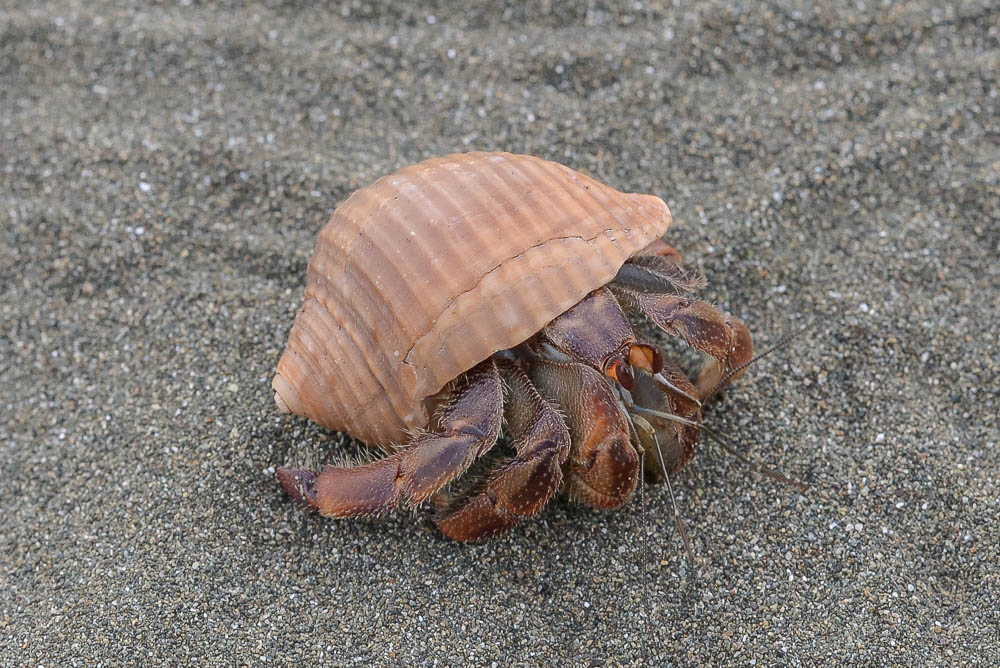 hermit crab on the sand at sirena ranger station corcovado national park 25.jpg