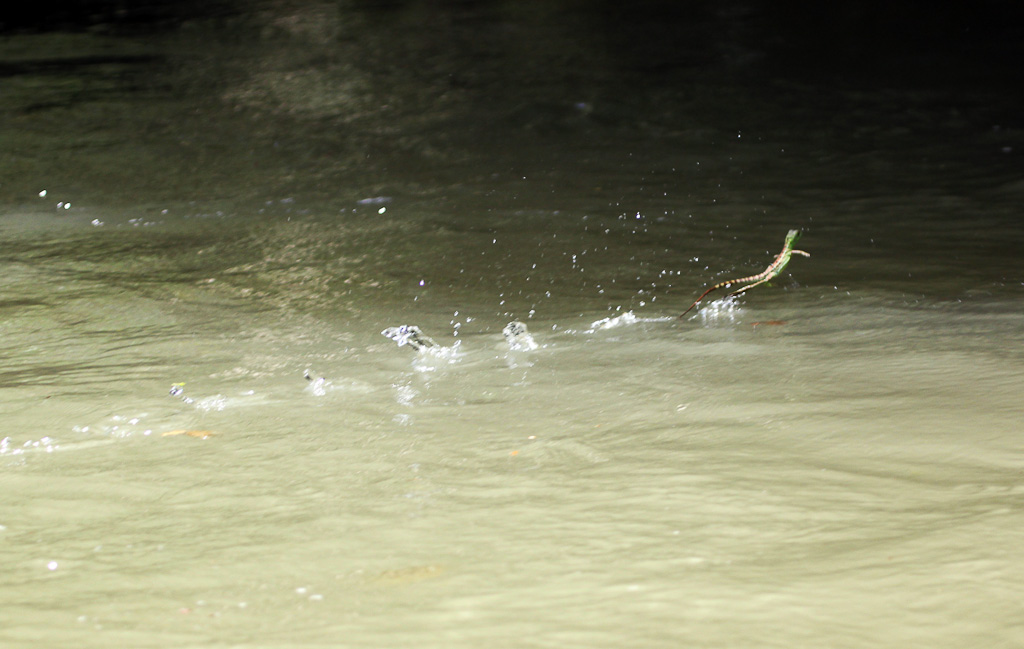 Baby Emerald Basilisk Running Across the Water