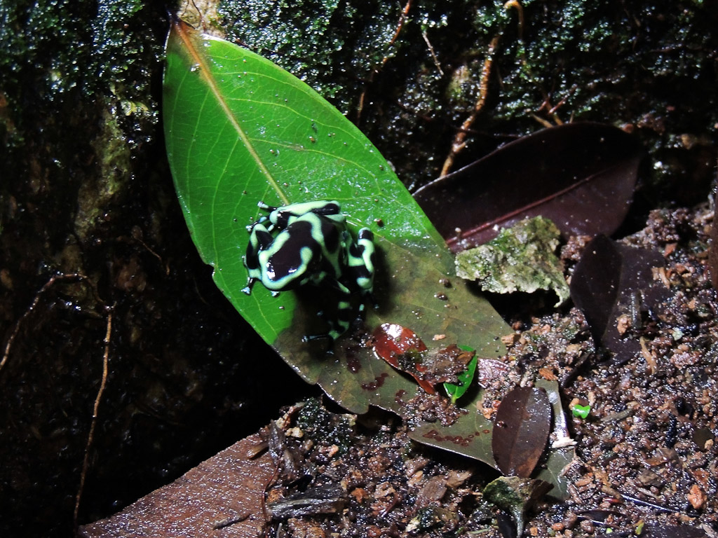Black and Green Dart Frog at Hacienda Baru