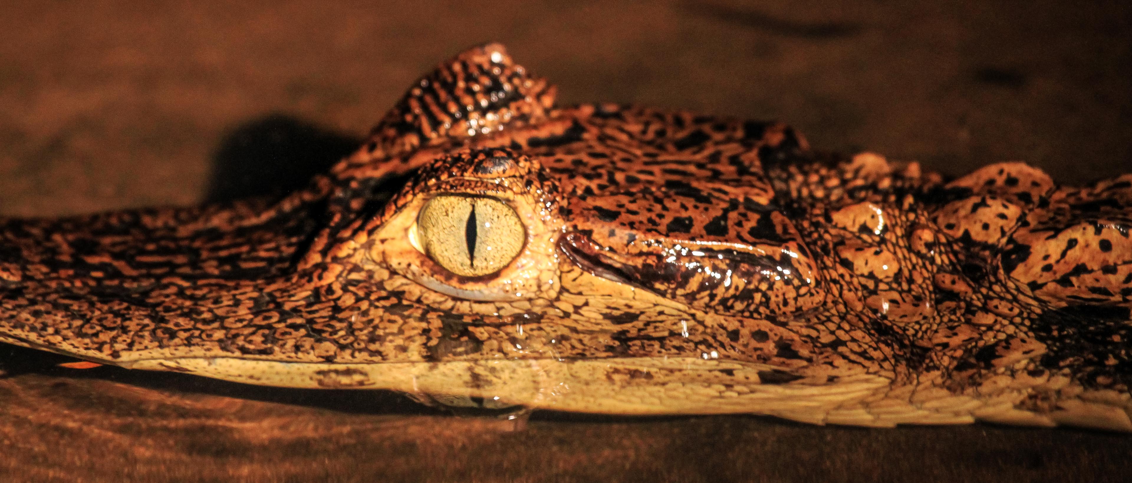 Caiman wading in shallow water on a night tour 