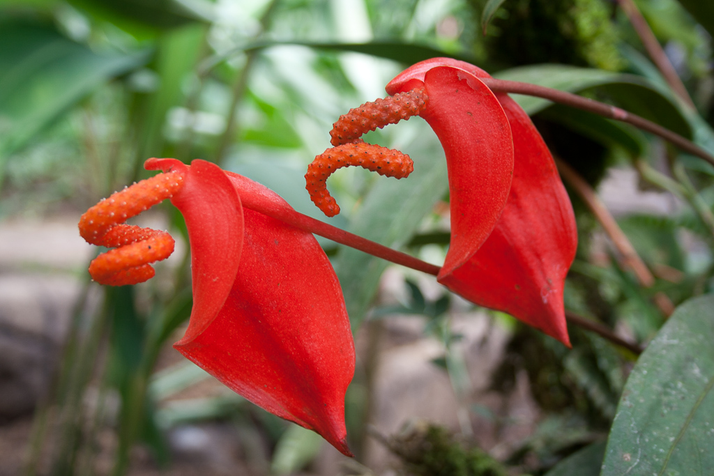 flower waterfallgardens 0028.jpg