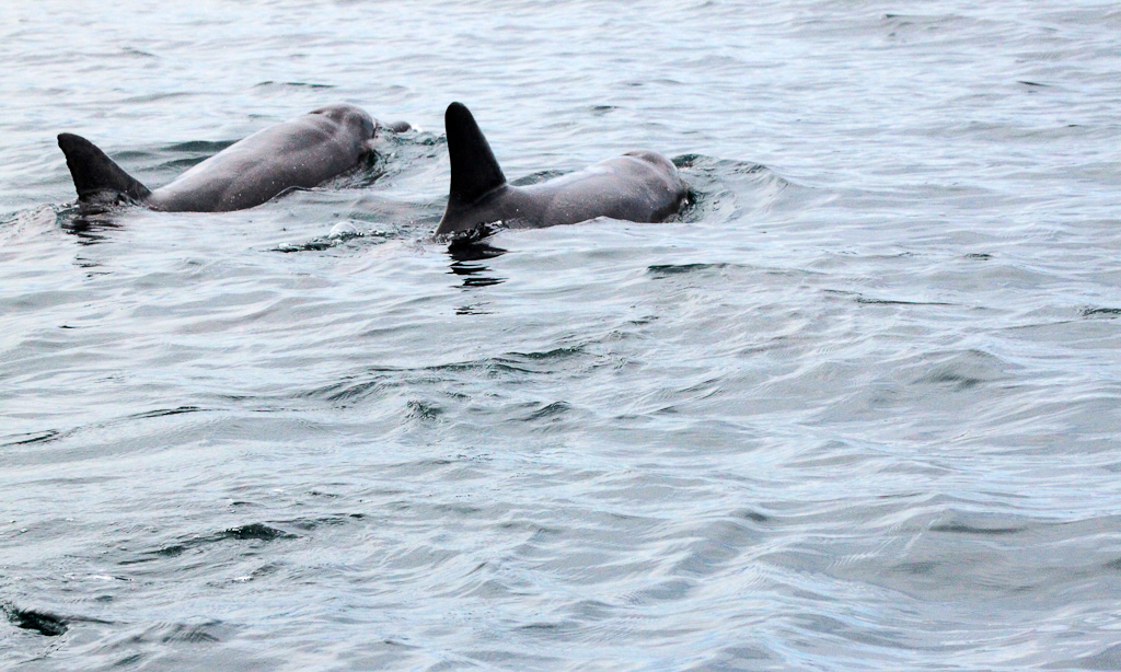 caribbean adventure snorkeling dolphin watching dolphins 3.jpg