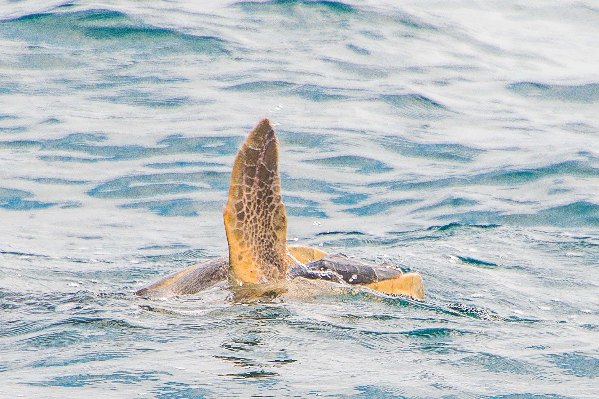 Turtle Front Leg Up While Mating From The Marlin Del Ray Catamaran