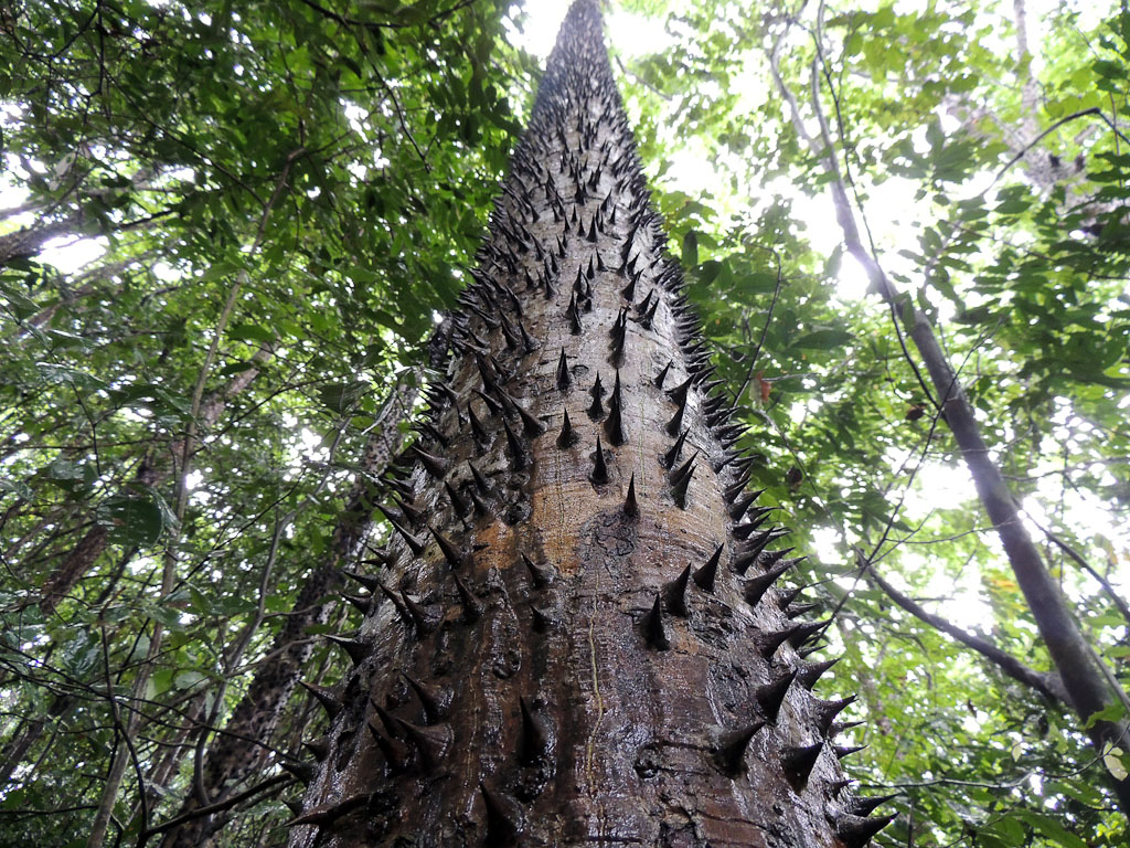 Spiky Cedar at Hacienda Baru