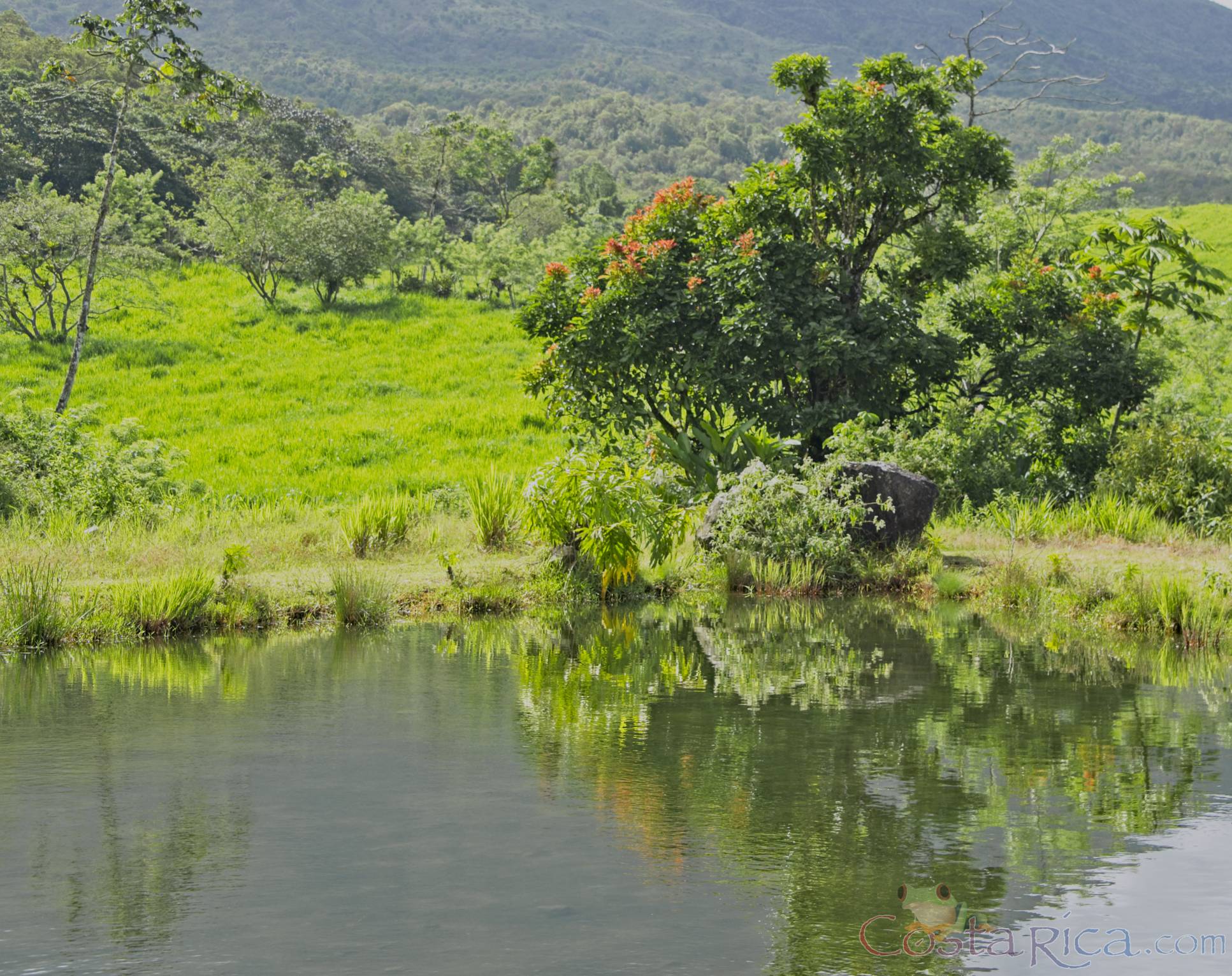 tree reflection on a pond 1968 eruption site lookout point.jpg