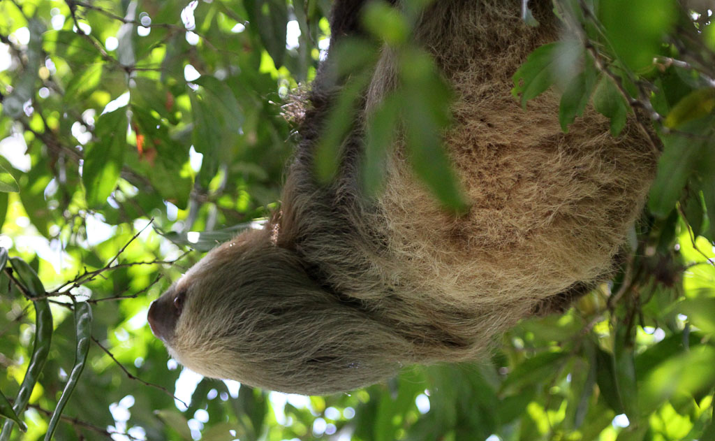 Two Toed Sloth Looking Longingly at a Seed Pod
