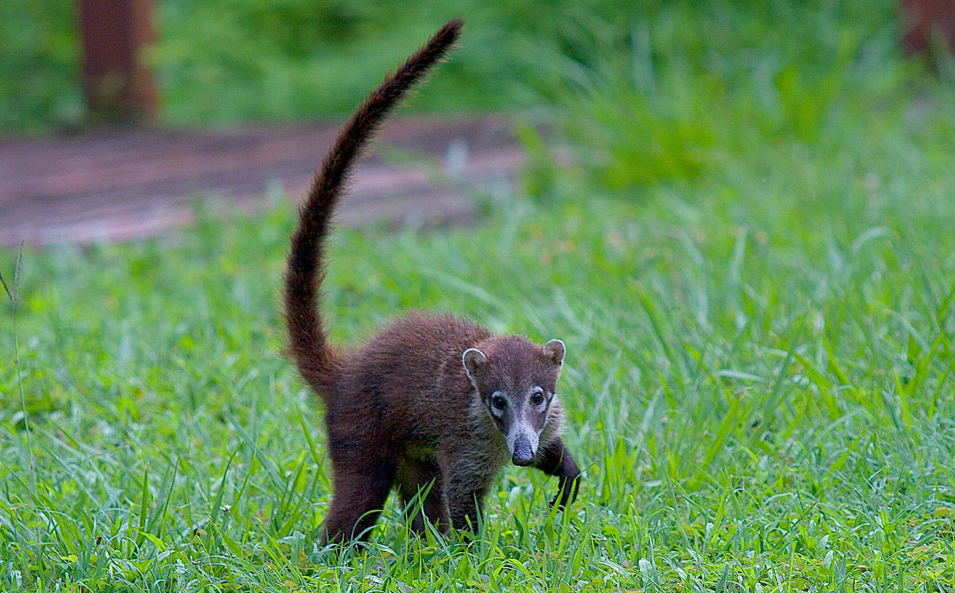 Juvenile Coati Papagayo