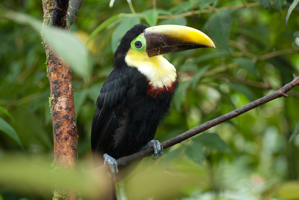 toucan waterfallgardens 004.jpg
