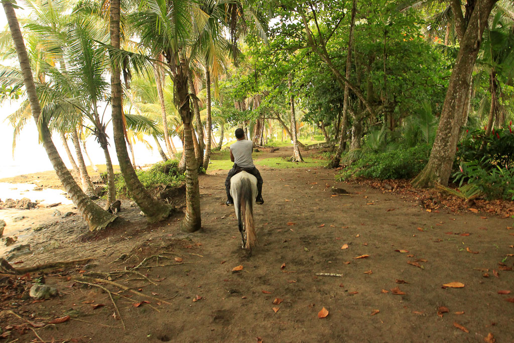 terraventuras beach horseback ride under the trees 4.jpg
