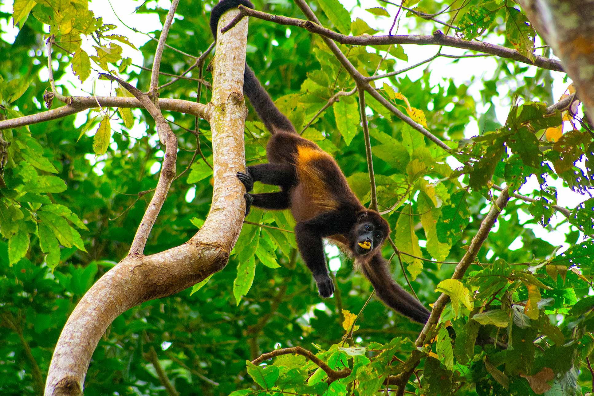 Howler Monkey Moving Through Branches Puerto Viejo
