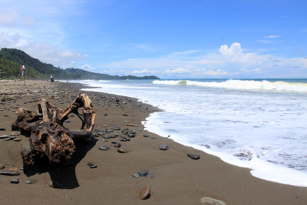 Driftwood washed up on the shore of Dominical Beach