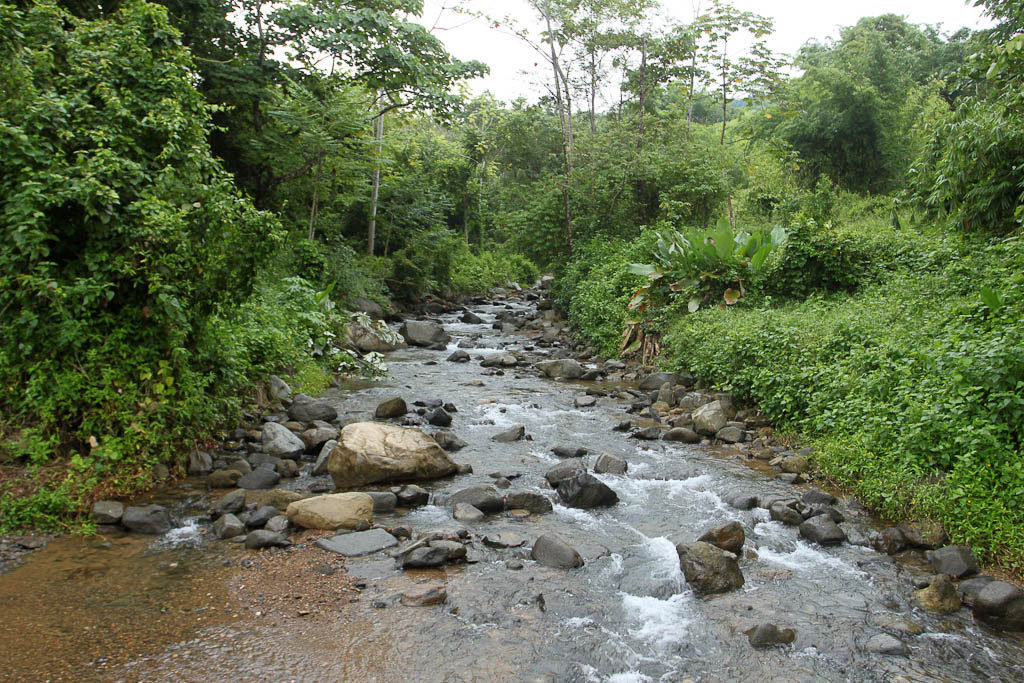 bamboo forest moutain bike tour stream 4.jpg