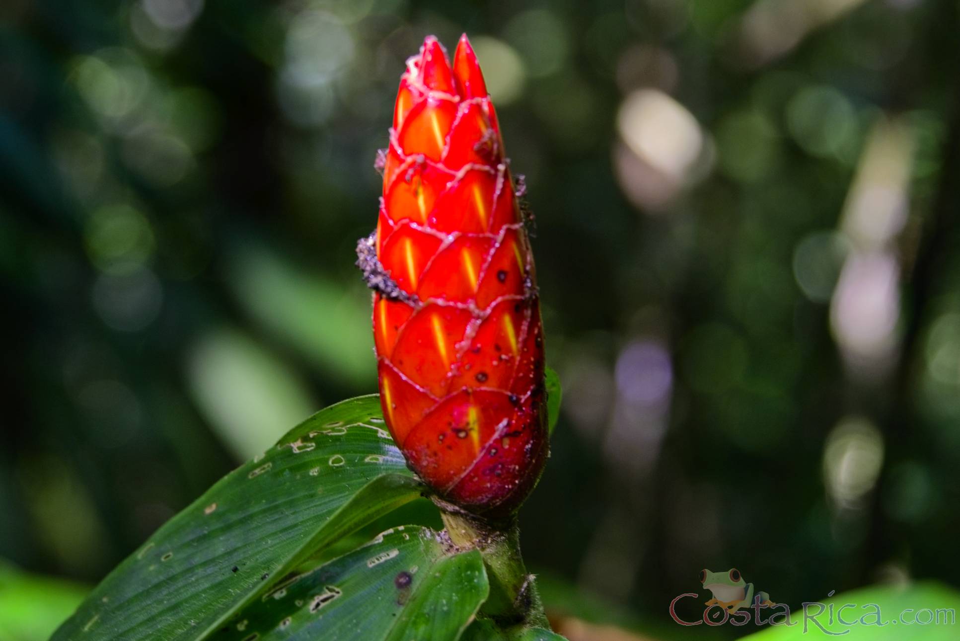 flower at arenal volcano 1968 eruption site lookout point.jpg