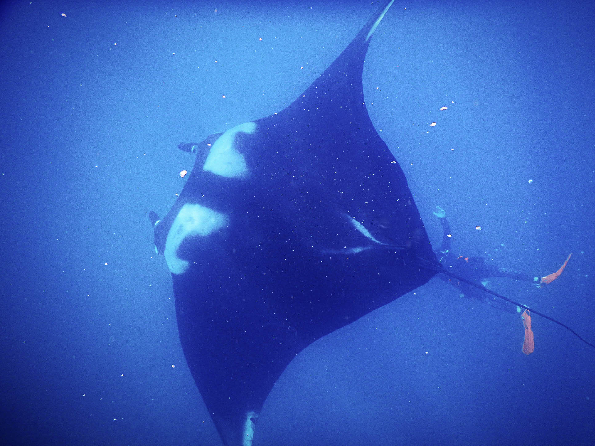 Giant Manta Ray With Diver Below