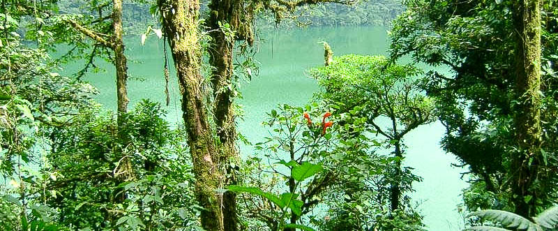 Lake Cerro Chato Vegetation