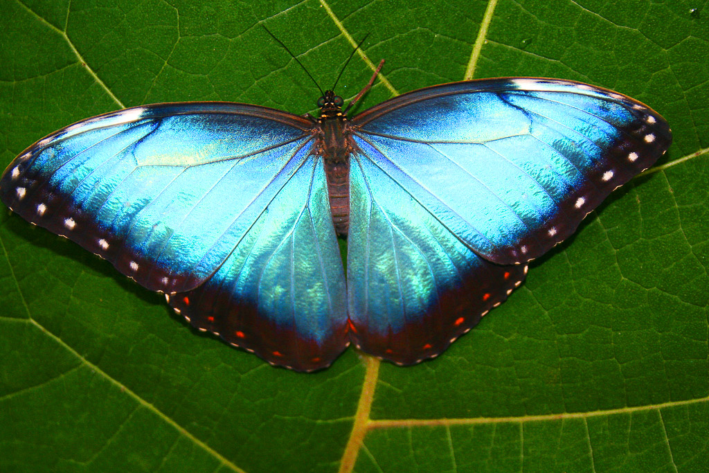 Butterfly Waterfallgardens Morpho
