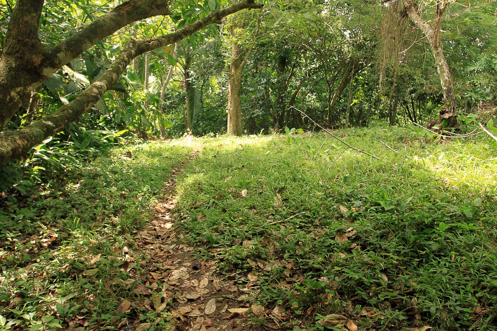 caribbean adventure snorkeling dolphin watching trail 6.jpg