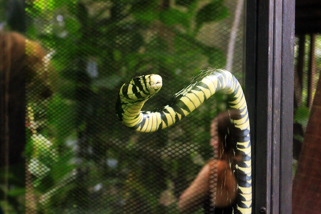 safari canopy tour oriole snake 7.jpg