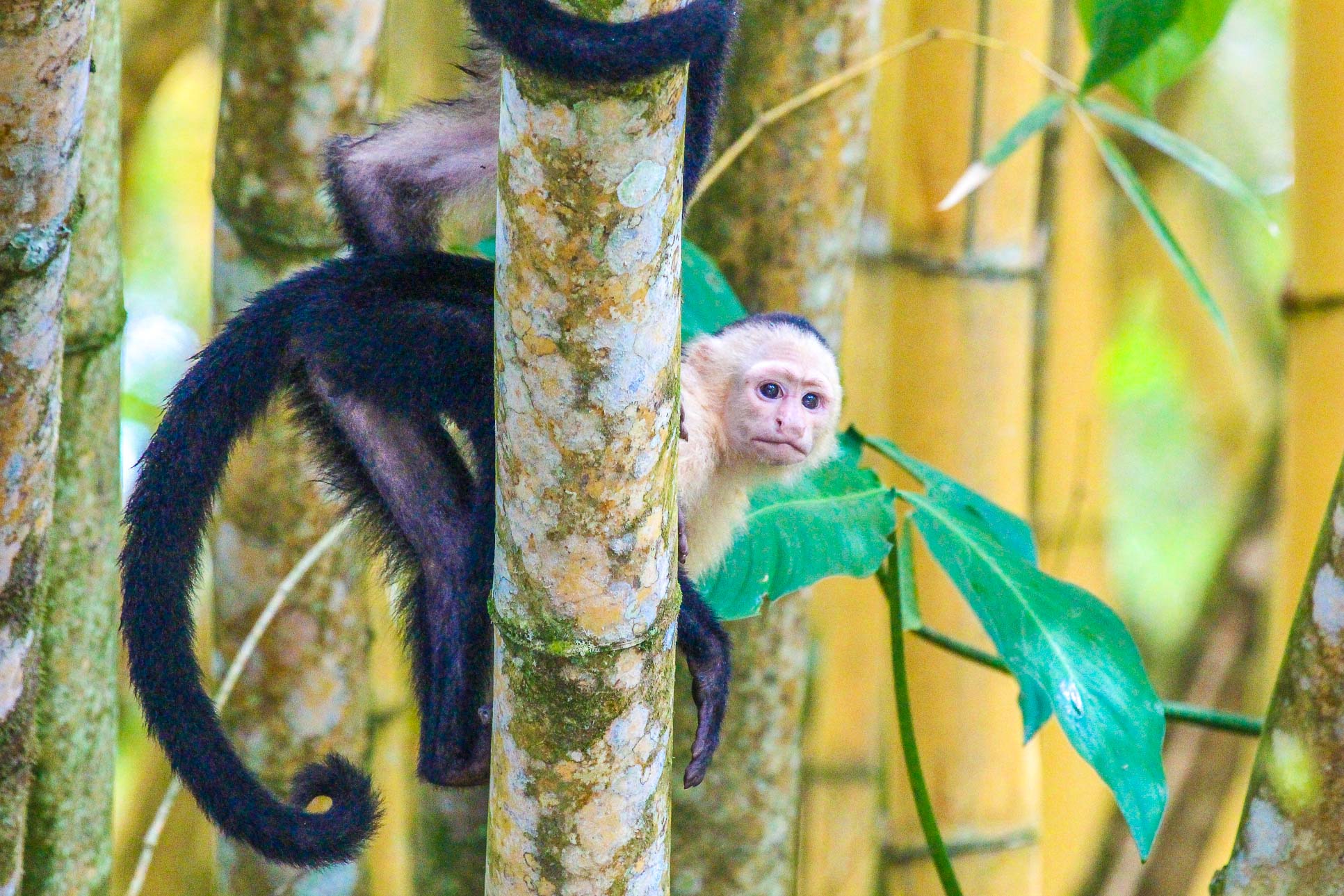 white face behind tree 5.jpg