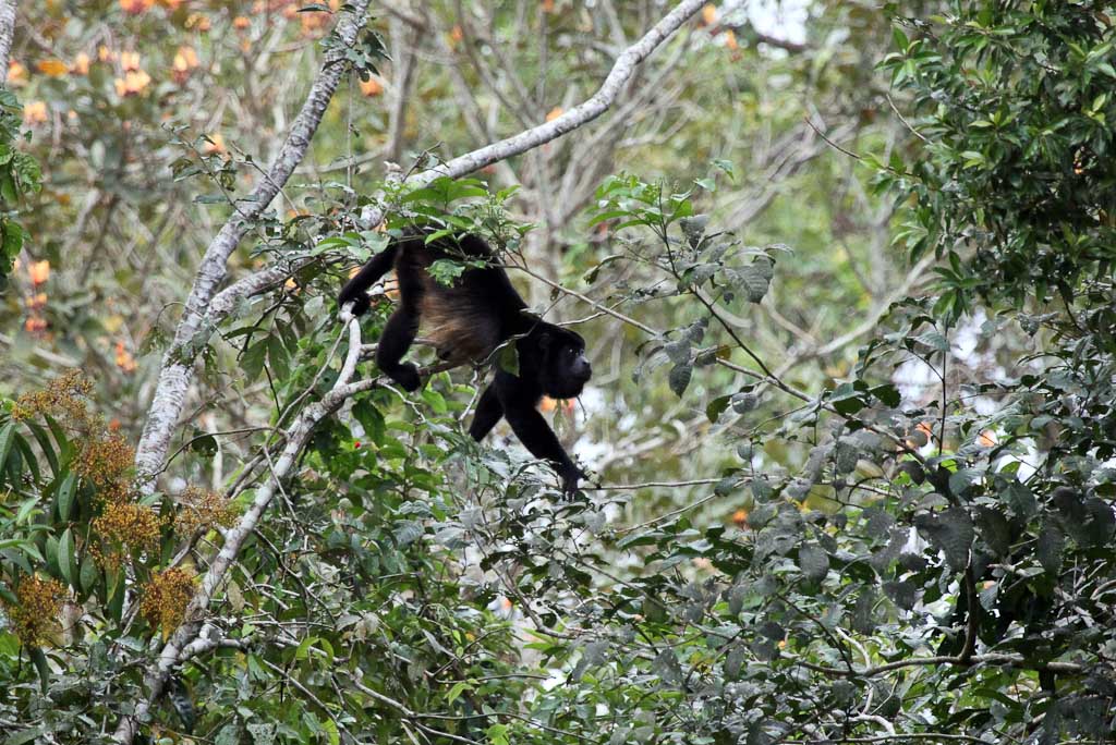 Howler Monkey Using Its Prehensile Tail to Steady Himself