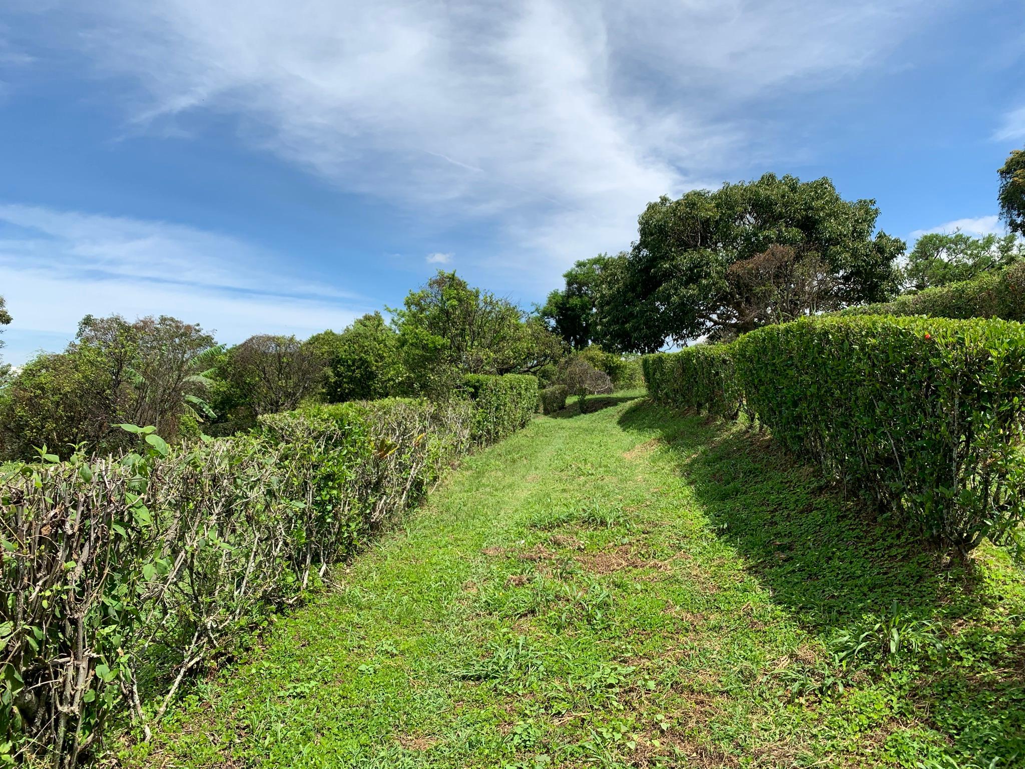 adjacent lots available in up in the hills of heredia buy one or all view 003.jpeg