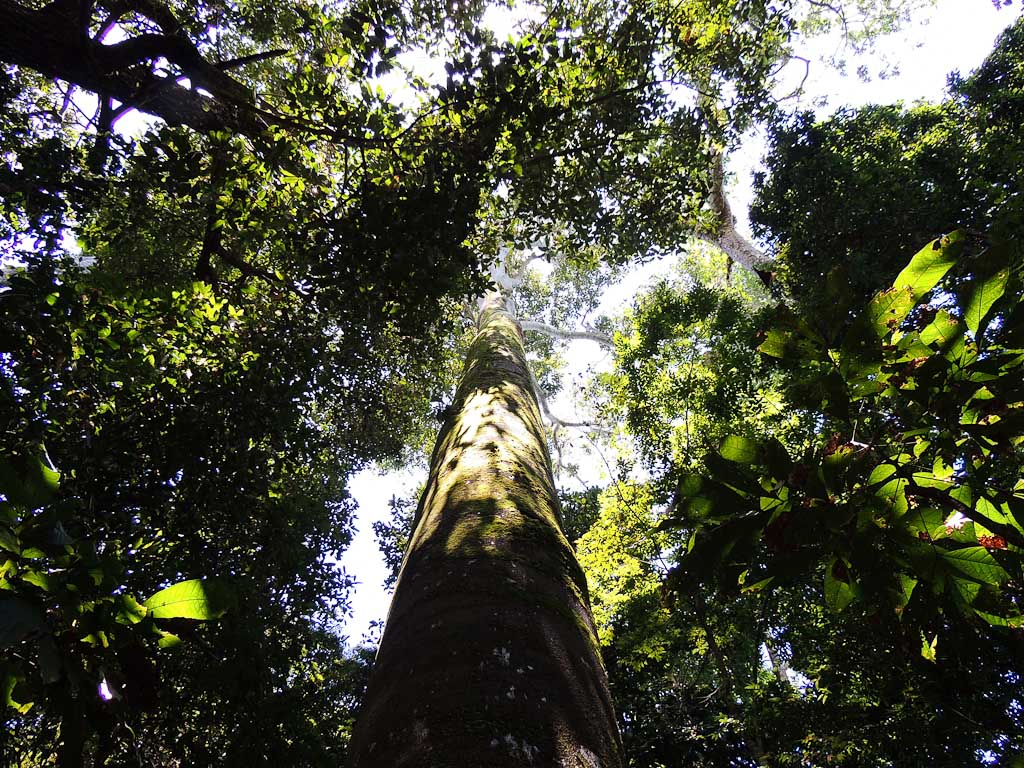 A hundred foot tall tree in Manuel Antonio National Park