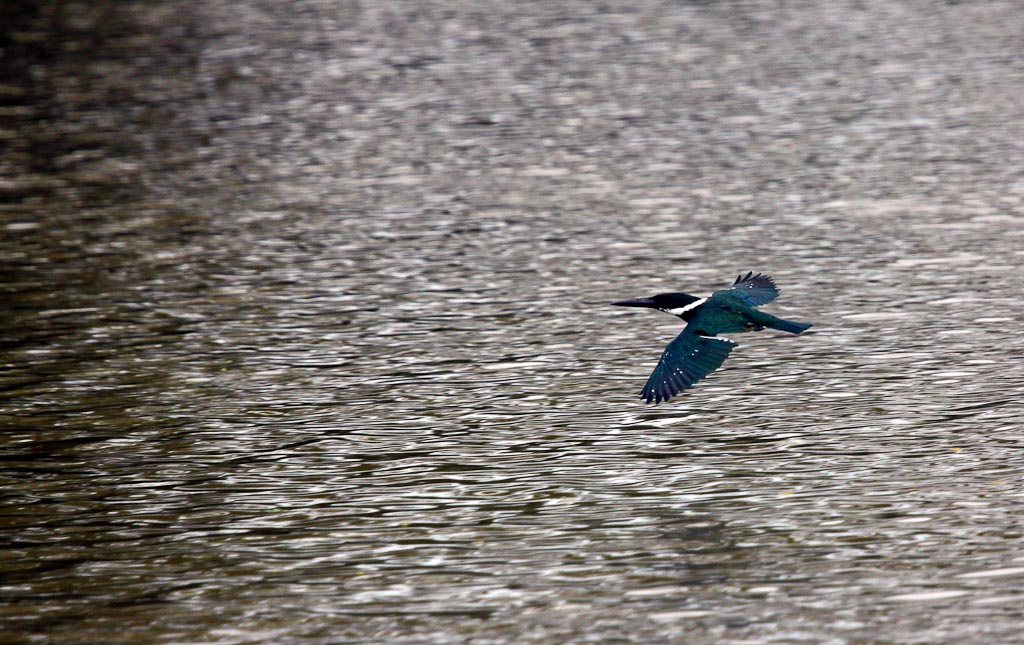 Female Amazon Kingfisher in Flight