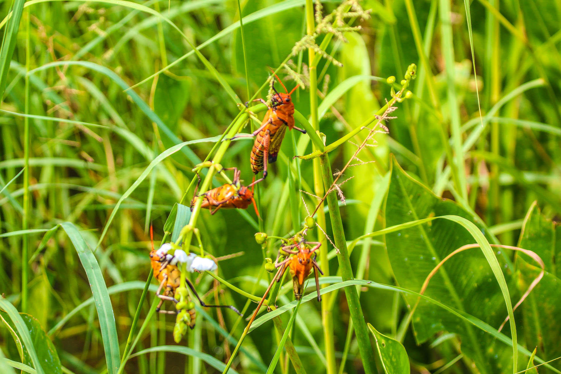 Crickets Munching On Plants