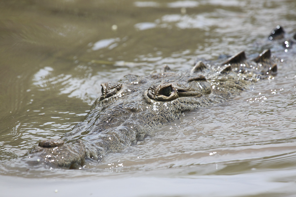 crocodile closeup 5.jpg