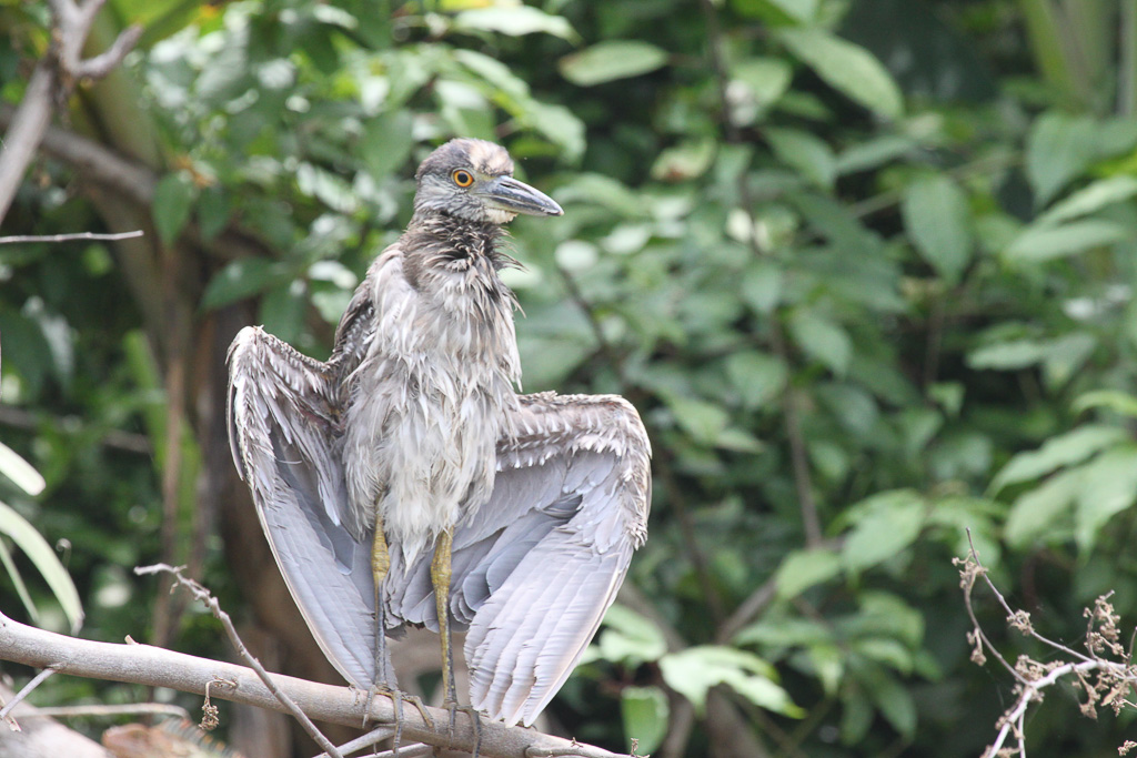 yellow night heron spreadwings 2.jpg