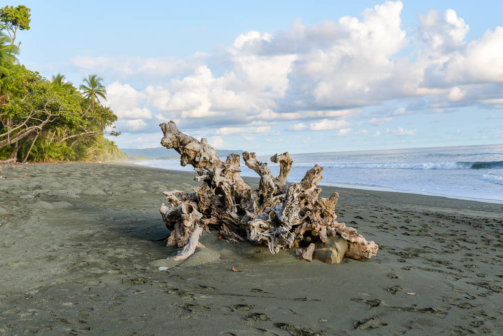 Dried Wood On La Leona Beach