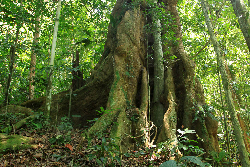 A two centuries old tree inside the primary rainforest of the Kekoldi Reservation
