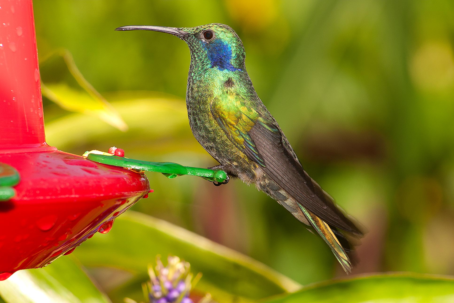 Green Crowned Brilliaant Heliodoxa Jacula Adult Waterfall Gardens