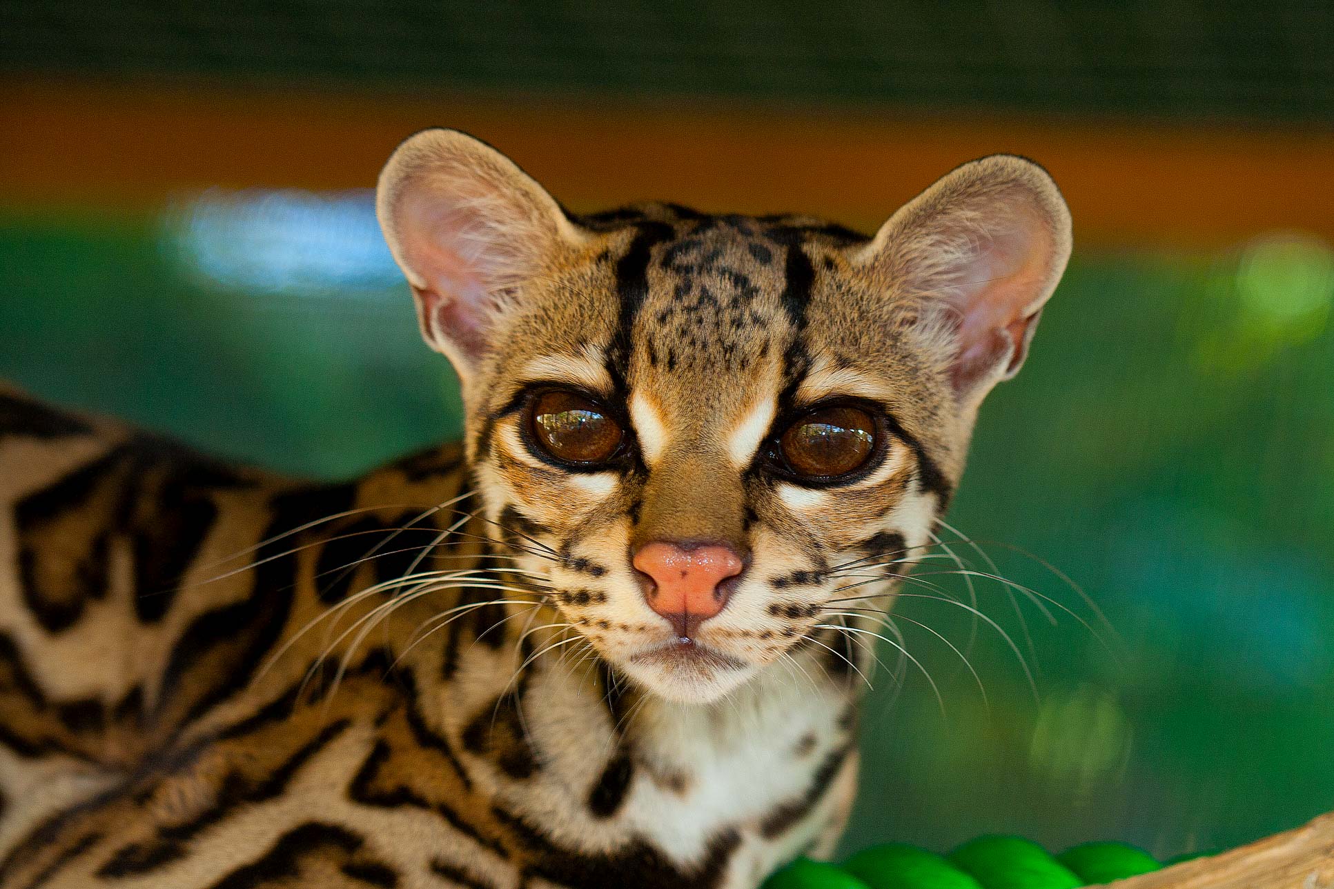 Margay Front View Selva Reserve Carillo