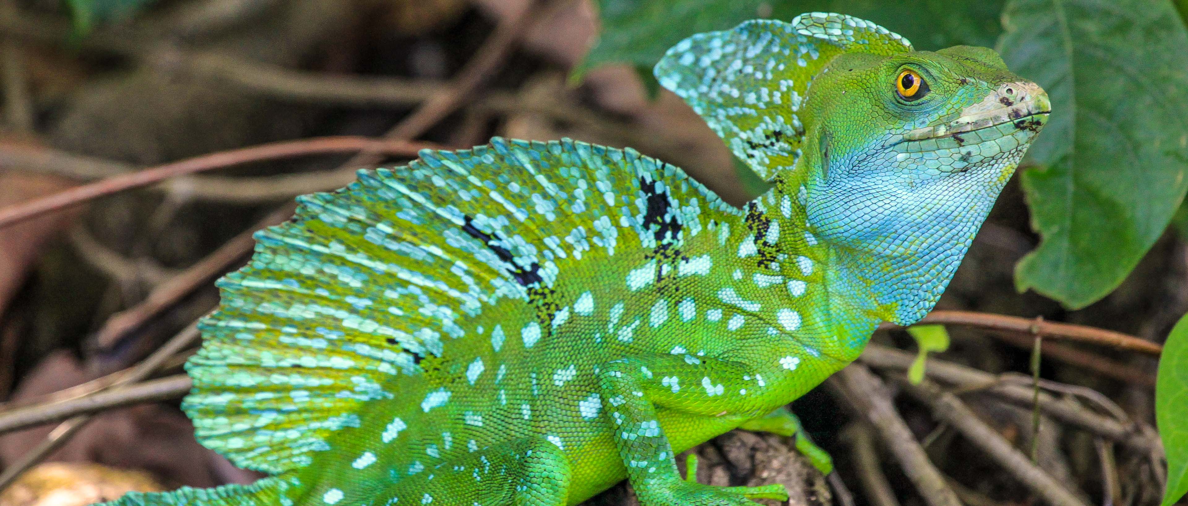 Green basilisk lizard sitting in the shade beside the Penitencia River